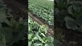 Капуста ларсия