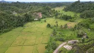 Hamparan sawah