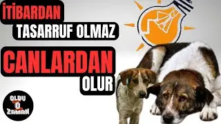 SOKAK HAYVANLARI MESELESİ HAKKINDA TÜM DETAYLAR