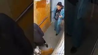 Did a fighting dog attack a child and his mother in an elevator or?