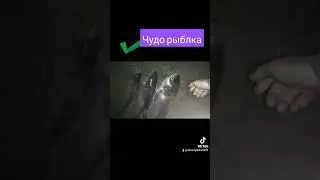 рыбалка Молдова #рыбалка#молдова#улов#толстолоб#удочка#fishing#рыбалкамолдова#улов#рыба