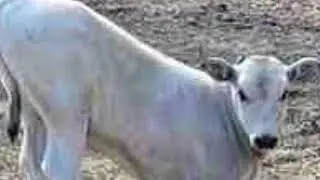 🌈🐮