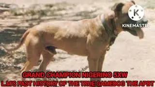 APBT Cate's Grand Champion Nigerino 5XW POR