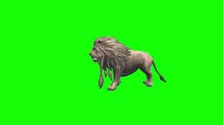 Lion Roar D Green Screen Video Footage Free 
