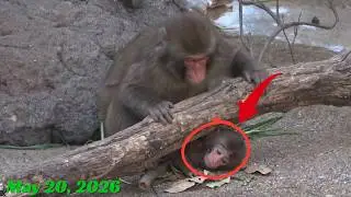 Punch Update: Newborn Baby Monkey in Danger From a Tree Branch, Older Brother Tries to Rescue It