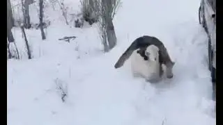 "Владимирский централ" - новый клип! 😊🤣😂
