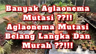 Jual aglonema termurah dan terpopuler di Magelang