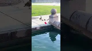 🦆 Duck Mom Waits While Her Babies Struggle! 😭❤️ | Must Watch 