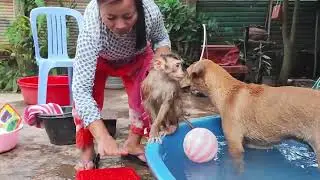 happy in pool with friend    #monkey #animals #dog