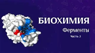 Биохимия | Ферменты часть 2
