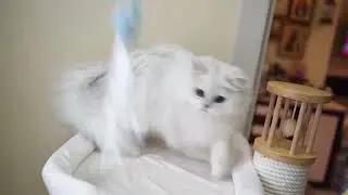 Новый комплекс осваивая Ассолька и Евангелиночка