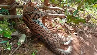 Create trap to catch civet along the way with good results 100%