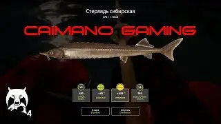 Русская  Рыбалка 4 | РР4 | Тунгуска Где клюет? Фарм Таймень