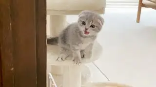 It was so cute to see the kitten getting tired and falling asleep after trying to escape...
