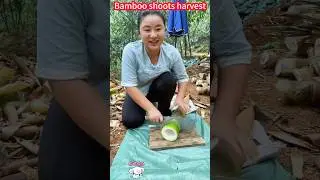 Bamboo shoot planting and harvest, fast cutting processing,fresh crisp sweet竹筍種植與收穫，快速切割加工，一削即成，鮮嫩脆甜