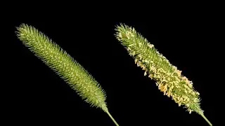 Timothy / cat's tail grass in bloom - Time lapse