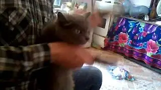 Мучает котика