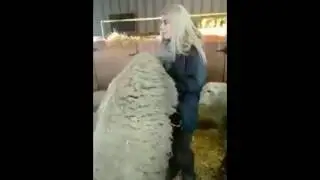 Sheep Souls