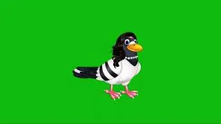 Free No Copyright/Bird Green Screen/Kabutar Green Scene/Cartoon Bird Green Screen/listening Bird