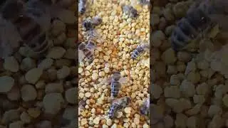 Подкормка пчел пыльцой Белорусское Пчеловодство