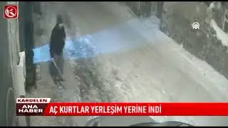 Kardelen TV | AÇ KURTLAR YERLEŞİM YERİNE İNDİ