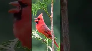 Красный кардинал #птицы #birds #nature #carduelis #bird #природа #пениептиц #щегол #goldfinch #птица