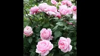 Роза  Brother Cadfael. Роза Остина. Что в имени твоем?! Часть 37.
