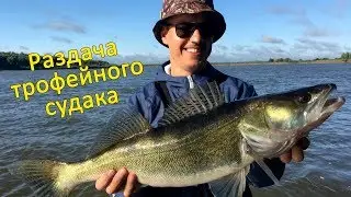 Раздача трофейного судака, р.Иртыш...