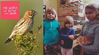 Алиса и Саша кормят домашних птичек (жаворонков)