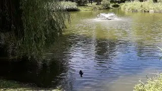 Le parc Lefebvre 🦆🏞🌲😊