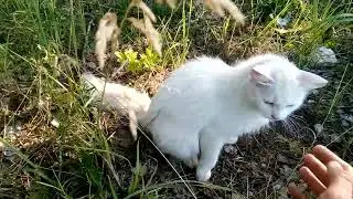 Белое семейство 🐈🐈🐈🐈🐈💟🐱