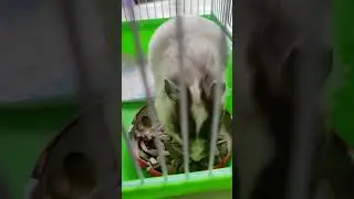 Ева 🐭 проснулась, чтобы перекусить и опять продолжить спять?!🥰😀😍😳🐭