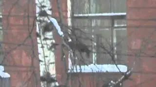 Amazing Pine Marten Parkour / Куница паркурист