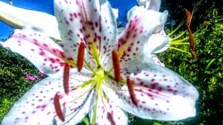 ЦВЕТЕНИЕ ЛИЛИЙ 🌸Цветение лилий продолжается!//Делюсь красотой!!! Дача, август 2019.