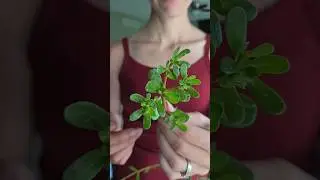 This is Not a Weed--It's a Superfood! And it's All over my garden #foraging
