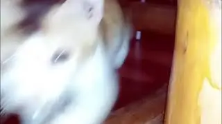 Naughty cat