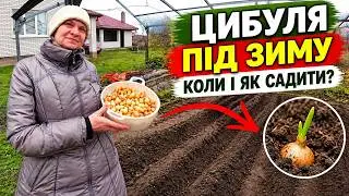 Посадка цибулі восени