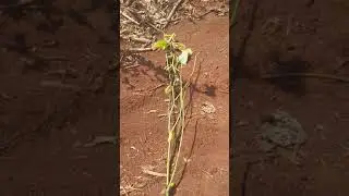 Soja 20/21 situação bem complicada perto da colheita!!!