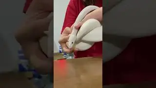 【粤语】玩白蛇Blue eye Leucistic ball Python white snake