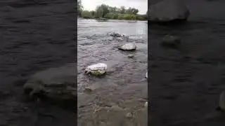 колдован (старый мост)