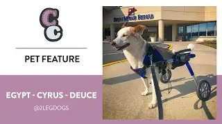 2 Leg Dogs CC Features