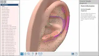 Auriculo360: Your Comprehensive Guide To Ear Acupuncture