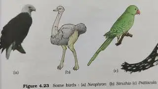Characteristics of Birds #classaves #animalkingdomclass11