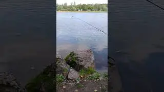 рыбалка в Выборге #рыбалка #carpfish