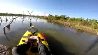 Ataque do tucunaré azul na joãozinho pepino