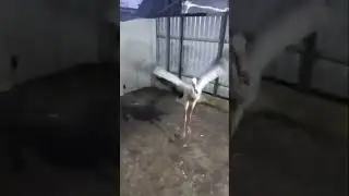 #брест