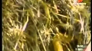 Lion vs Cobra #HD