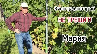 МАРИЯ - виноград ПРОЯВИВШИЙ СЕБЯ НА ОТЛИЧНО в 2021 году!