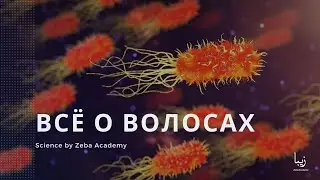 Всё о волосах | Science by Zeba Academy