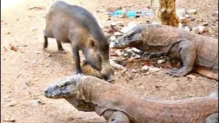 Komodo Dragons Afraid And Don't Eat Pork Very Close